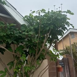 Chaya Plant