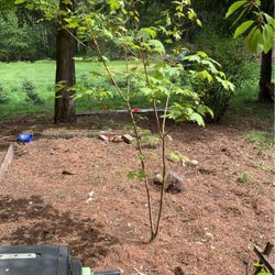 Free maple tree yeah huh