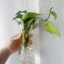 Golden Pothos in Glass Vase — Water Propagation