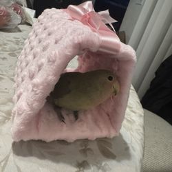 Customer Bird Hut