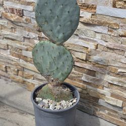 Beautiful Cactus Plant 