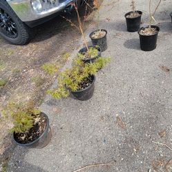 Japanese Maples For Sale