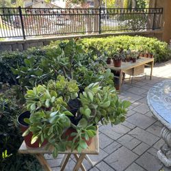 🪴 MOVING OUT PLANTS SALE ‼️