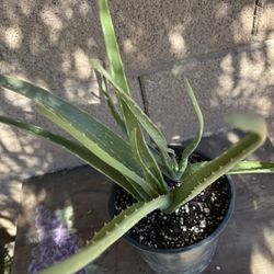 Aloe Vera Plant 