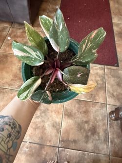 Intergalactic Philodendron Pink Princess
