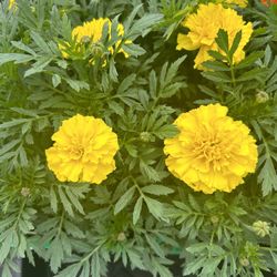 Flowers For Planting YELLOW MARIGOLDS FLATS