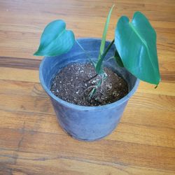 Monstera Deliciosa / Swiss Cheese Plant 