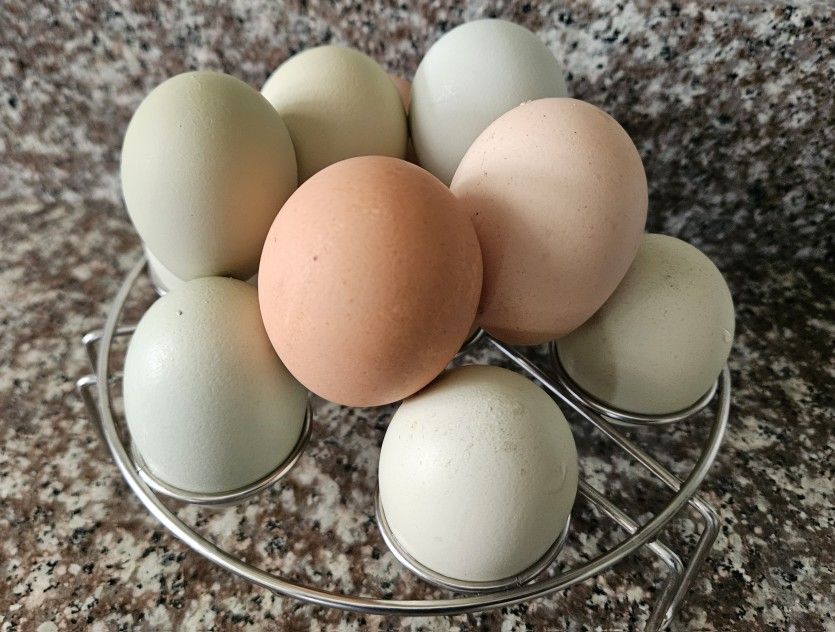 Organic Fresh Farm Eggs