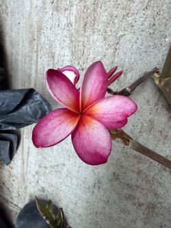 Cutting plumeria