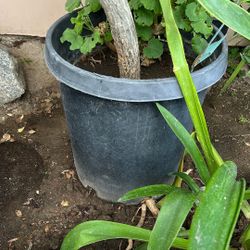 Plumeria Hawaiian Flower Plant 