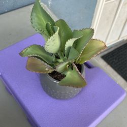 Kalanchoe Medium Plant