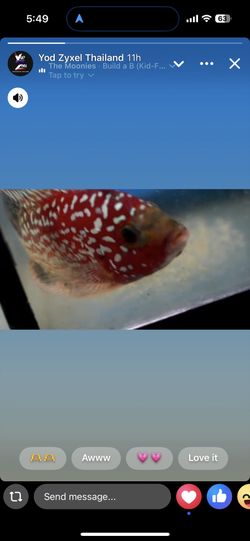Fish Stickers