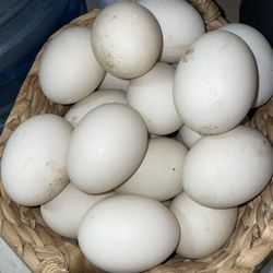 Duck Eggs