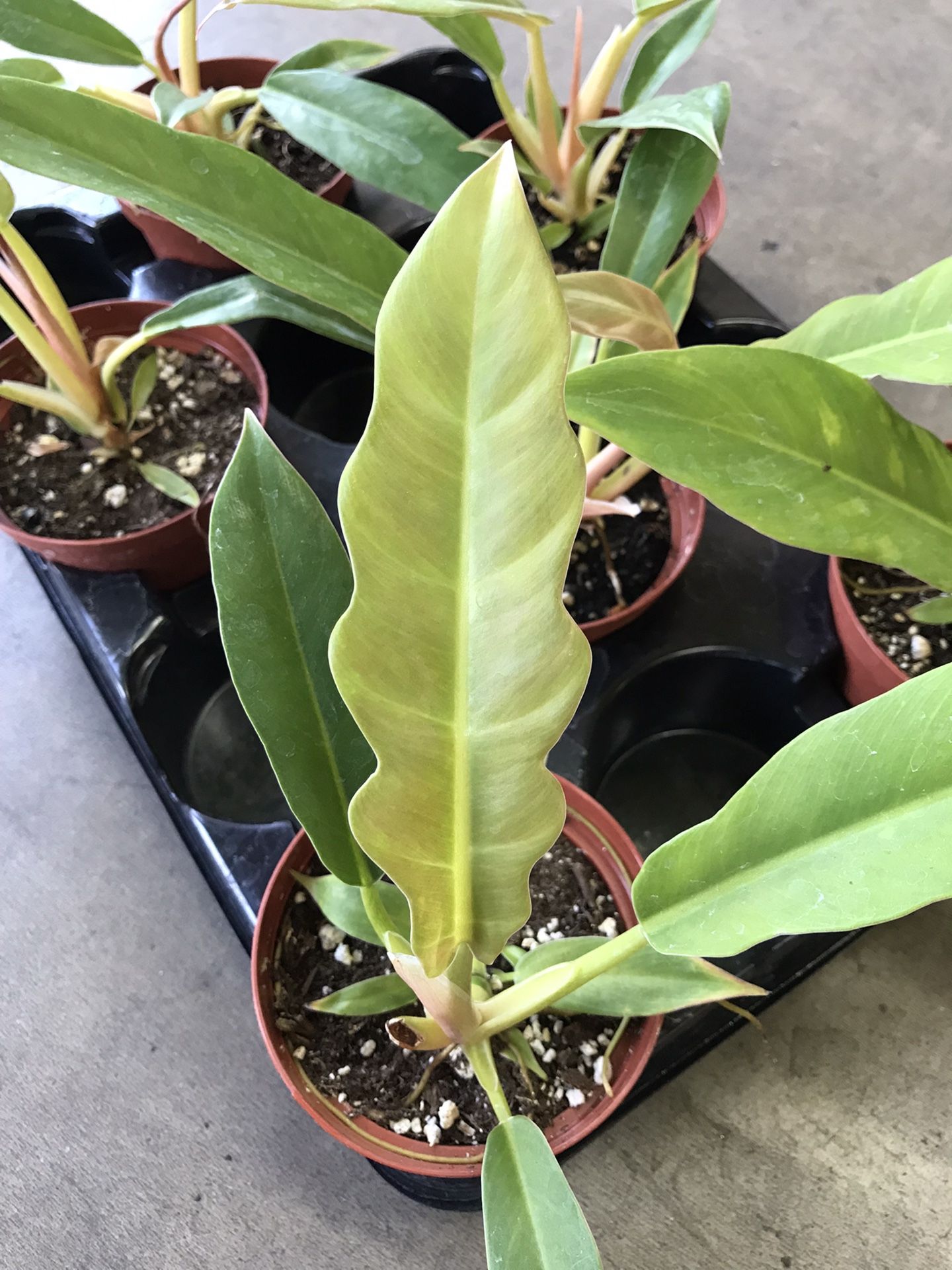Philodendron Crocodile Tail Plant 4” Pot