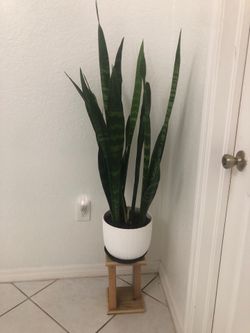 Moving Sale…..Live plant with stand