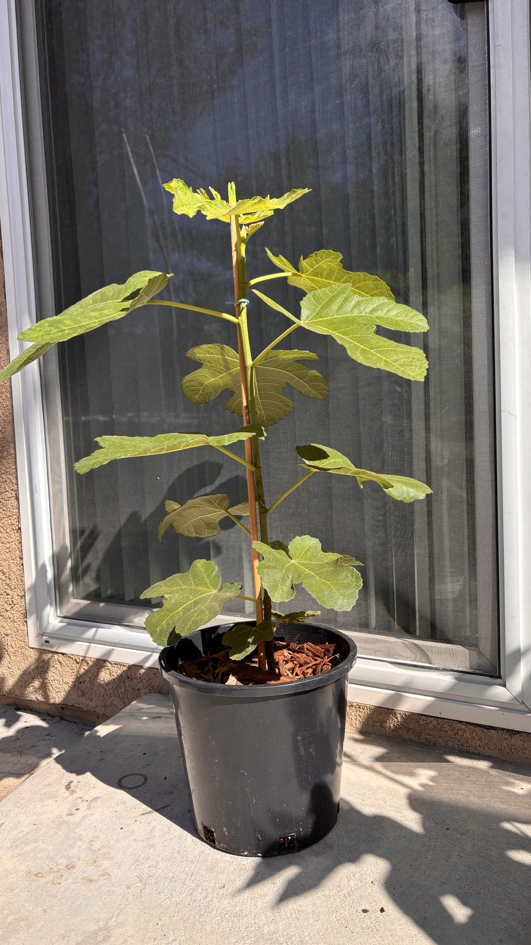 Champagne Fig Plant in 2 gal. Pot