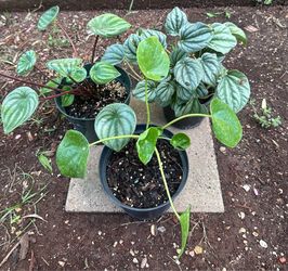 Water melon Peperomia, Chinese money plants and silver peperomia