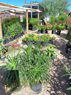 Ponytail palm and marginata Palm  [options read below]