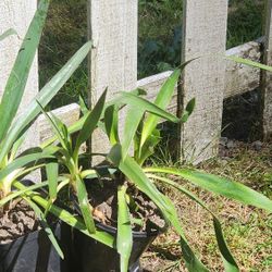 Yucca Plants Cream Flowers