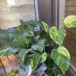 Plant Thai