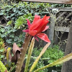 Big Plant In 10 Gallon Container 