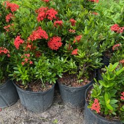 Ixora Taiwanese 