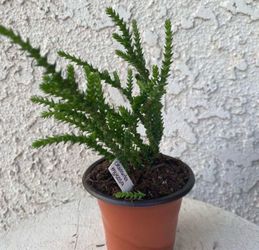 3 Inch Pot Succulent Plant - Crassula Muscosa - Watch Chain - Rooted & Established - Drought Resistant 🪴