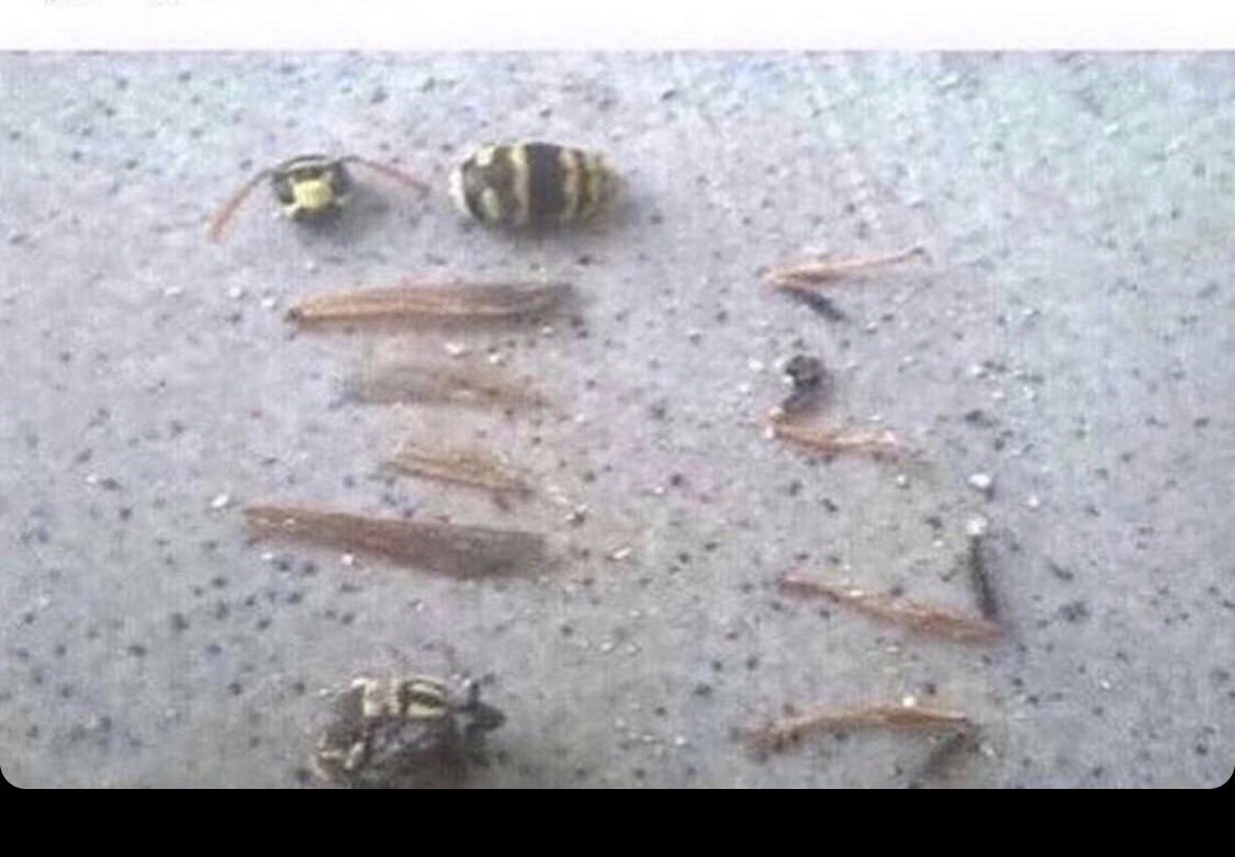 Wasp parts $50 per parts