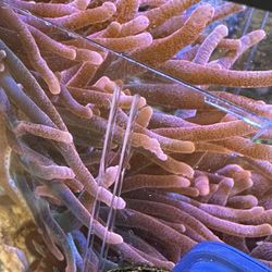 Chicago Sunburst Bubble Tip Anemone 