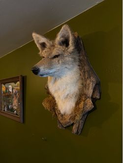 Coyote taxidermy very clean