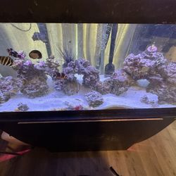 75 GallonSalt Water Fish Tank 
