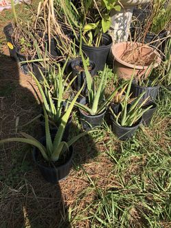 Aloe Vera Plant (Medicine Plant), First Aid Plant or Miracle Plant