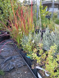 Japanese Blood grass