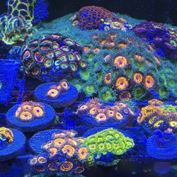 decoration Corals Zoas 