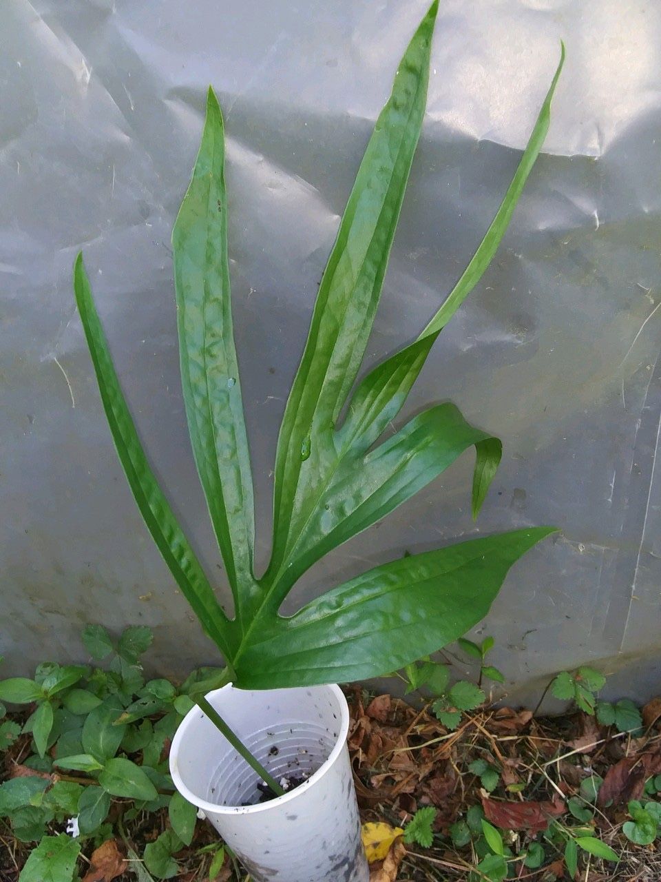 Amydrium Zippelianum House Plant