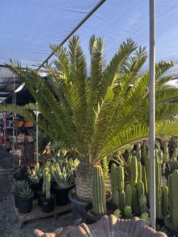 Clearance Sale Huge Cycad Ecephalartos Palm In 25 Gallon Pot $1200