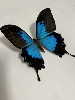 Blue Butterfly 