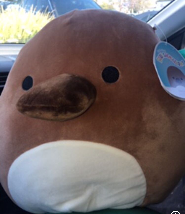 Squishmallow Santino 12” Platypus
