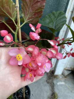 Angel Wing Begonia Lucerna Cane Plant, Is Shade Plant With Red Large Flowers In 1 Gallon Pot Pick Up Only