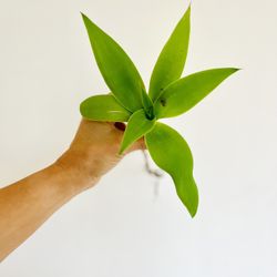 Agave Attenuata (Fox tail agave, Swan neck agave)  6” 