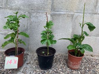 Passion Fruit seedlings (purple)