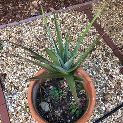 Large Potted Aloe Plant