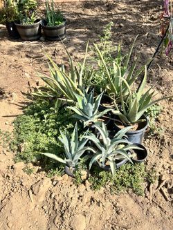 Succulents For Sale