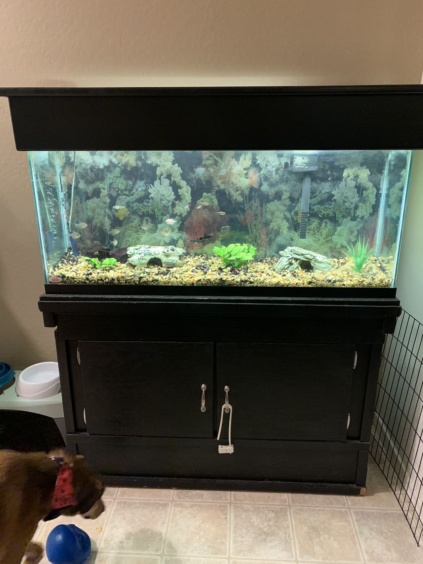 55 Gal Fish Tank