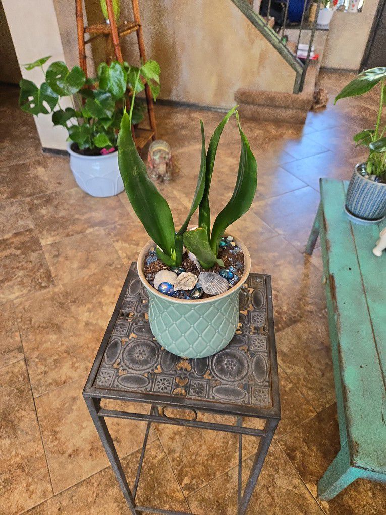 Small Sansevieria Snake Plant In 6in Ceramic Pot With Shells And Stones 