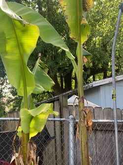 Large potted banana pants