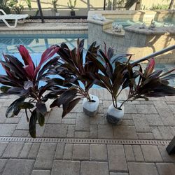 TI PLANTS 🌱 