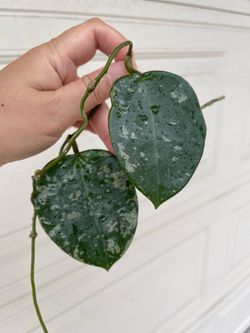 Hoya heart leaf splash plant