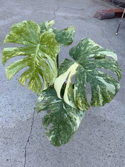 Monstera Deliciosa Legacy ( large form )