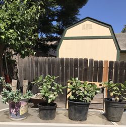 Succulent jade plants for sale $20 for 4 0r $8 each